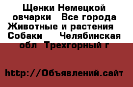 Щенки Немецкой овчарки - Все города Животные и растения » Собаки   . Челябинская обл.,Трехгорный г.